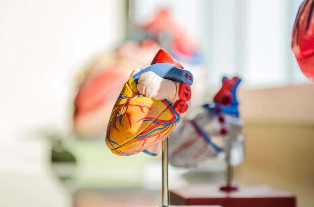 Heart model showing the effects of gum disease
